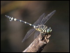 australian_tiger_180567