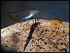 blue_skimmer_209016