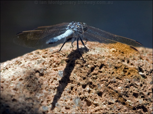 Blue Skimmer blue_skimmer_209016.psd