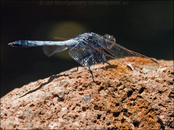 Blue Skimmer blue_skimmer_209020.psd