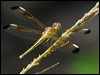 charc_wing_percher_181596