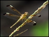 Click here to enter gallery and see photos/pictures/images of Charcoal-winged Percher