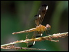 charc_wing_percher_181604