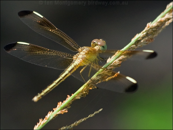 Charcoal-winged Percher charc_wing_percher_181596.psd