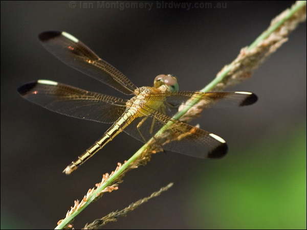 Charcoal-winged Percher charc_wing_percher_181597.psd