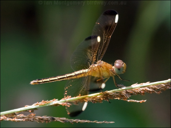 Charcoal-winged Percher charc_wing_percher_181604.psd
