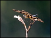 Click here to enter gallery and see photos/pictures/images of Graphic Flutterer
