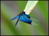 Click here to enter gallery and see photos/pictures/images of Jewel Flutterer