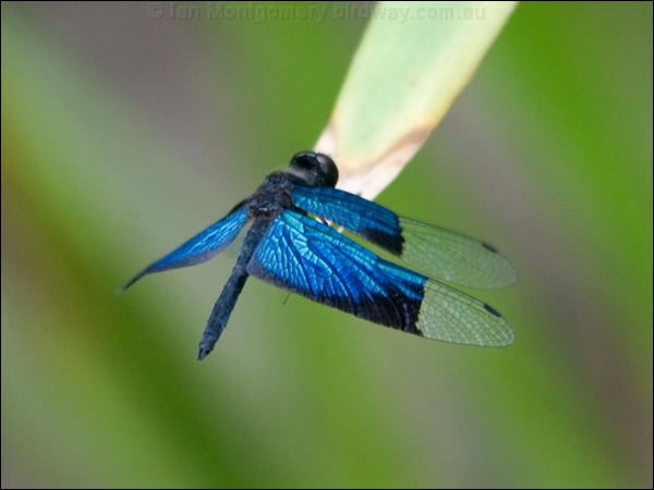 Jewel Flutterer jewel_flutterer_180504.psd