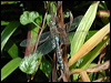 migrant_hawker_05998