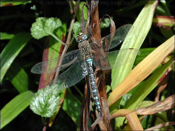 Migrant Hawker migrant_hawker_05998.jpg