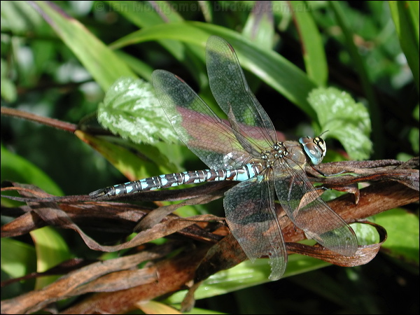 Migrant Hawker migrant_hawker_06001.jpg