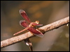 Click here to enter gallery and see photos/pictures/images of Painted Grasshawk