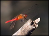Click here to enter gallery and see photos of: Tropical Rockmaster; Migrant Hawker; Australian Emperor; Australian Tiger; Scarlet, Charcoal-winged Perchers; Painted Grasshawk; Red Arrow; Graphic, Yellow-striped, Sapphire and Jewel Flutterers