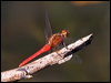red_arrow_180560