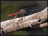 red_arrow_180588