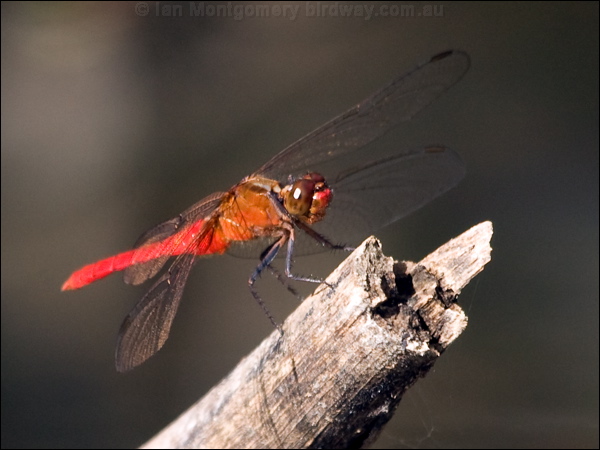 Red Arrow red_arrow_180543.psd