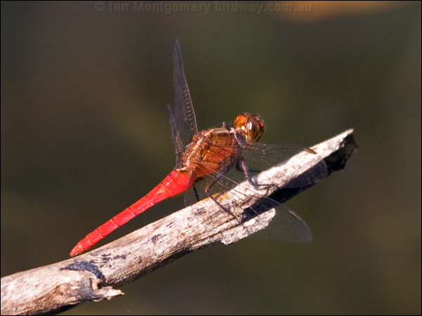 Red Arrow red_arrow_180560.psd