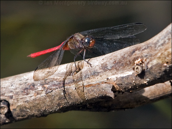 Red Arrow red_arrow_180588.psd