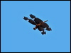 Click here to enter gallery and see photos/pictures/images of Sapphire Flutterer