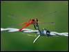 Click here to enter gallery and see photos/pictures/images of Scarlet Percher