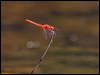 scarlet_percher_92465