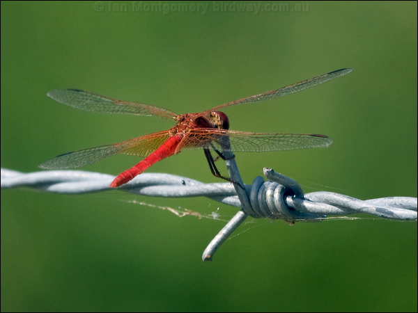 Scarlet Percher scarlet_percher_186367.psd