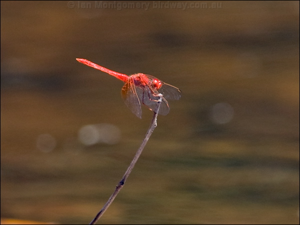 Scarlet Percher scarlet_percher_92465.psd