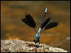 tropical_rockmaster_12356