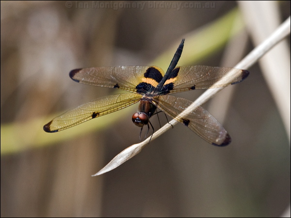 Yellow-striped Flutterer ye_stripe_flutterer_180475.psd