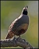 california_quail_66676