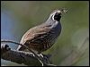 california_quail_66686