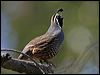 california_quail_66694