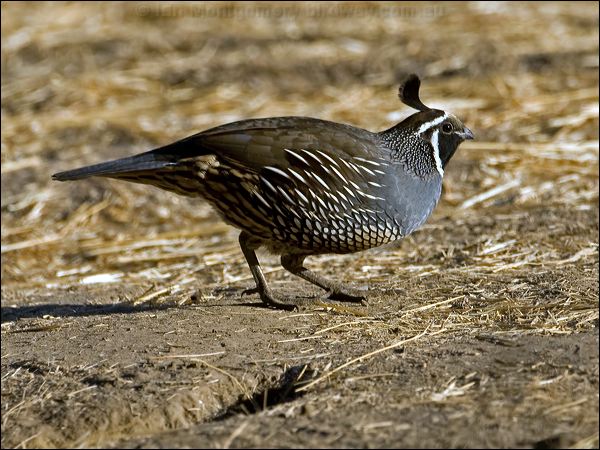 California Quail california_quail_110651.psd