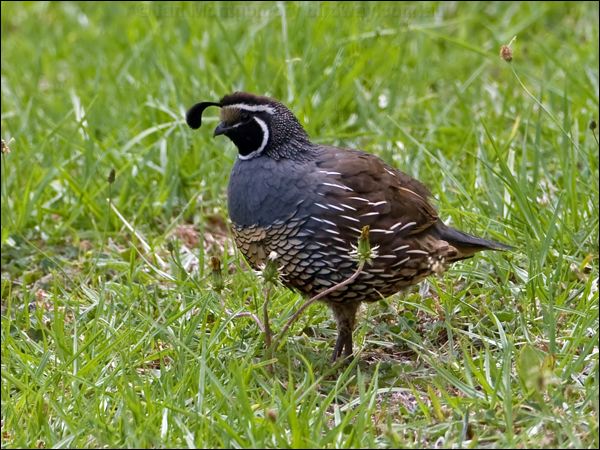 California Quail california_quail_141269.psd