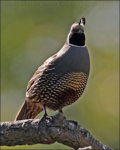 California Quail california_quail_66676.jpg