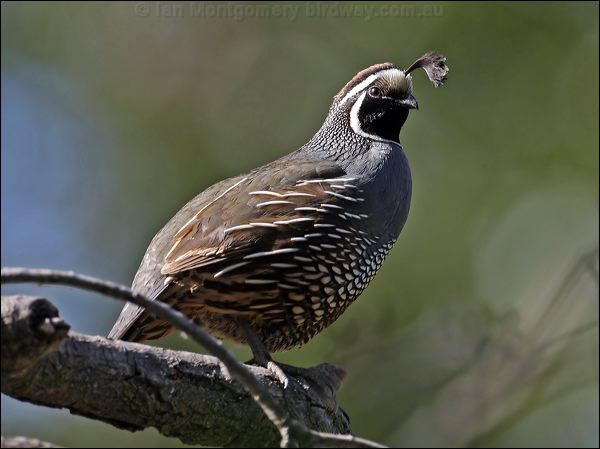 California Quail california_quail_66686.jpg