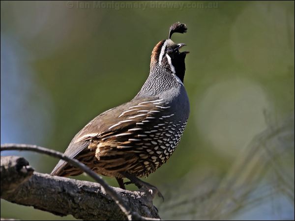 California Quail california_quail_66694.jpg