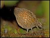 spotted_wood_quail_111668