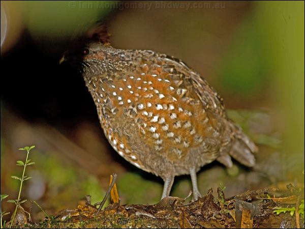 Spotted Wood Quail spotted_wood_quail_111668.psd