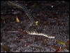 amethystine_python_61809