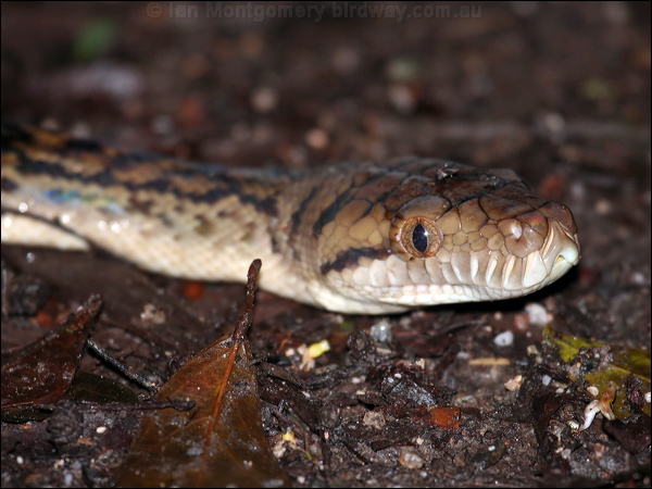Scrub or Amethystine Python amethystine_python_61807.psd