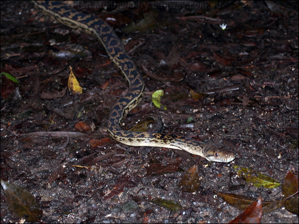 Scrub or Amethystine Python amethystine_python_61809.psd