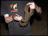 arafura_file_snake_96019