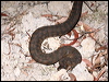 arafura_file_snake_96022
