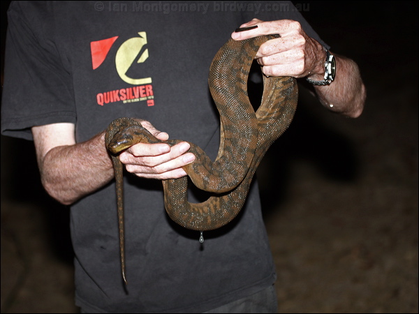 Arafura File Snake arafura_file_snake_96019.psd
