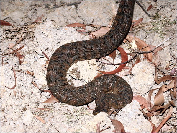 Arafura File Snake arafura_file_snake_96022.psd