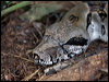 boa_constrictor_112837