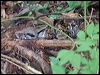 boa_constrictor_112844