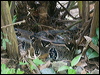 boa_constrictor_112971